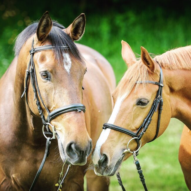 Rutas a caballo en Valencia